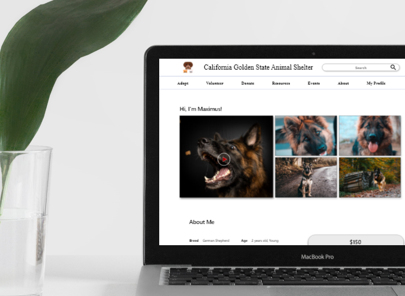 UX/UI Web Design for Animal Shelter